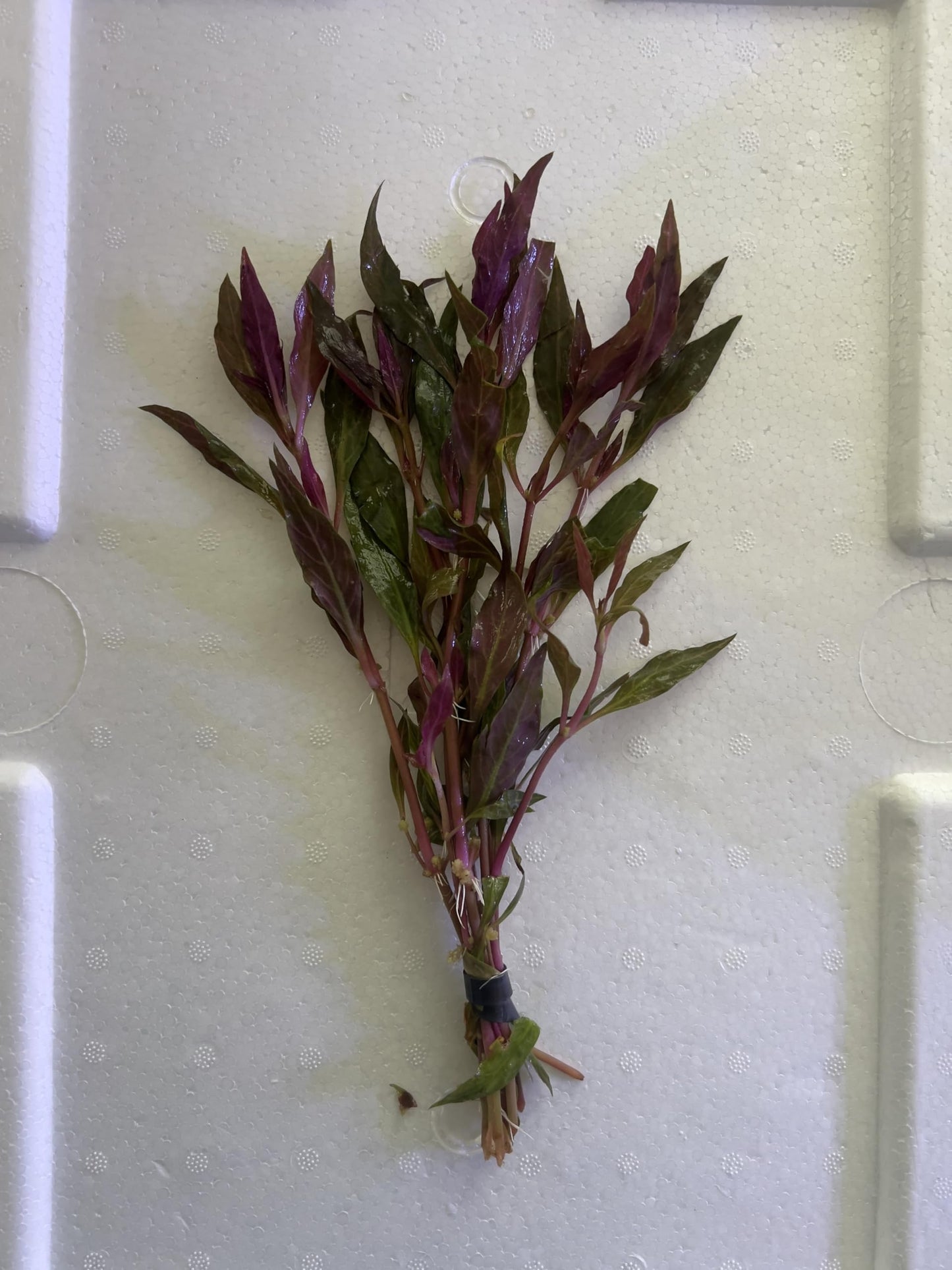Alternanthera Rosanervig – Vibrant Potted Aquarium Plant | Bold Red-Pink Midground Accent (5 Stems)
