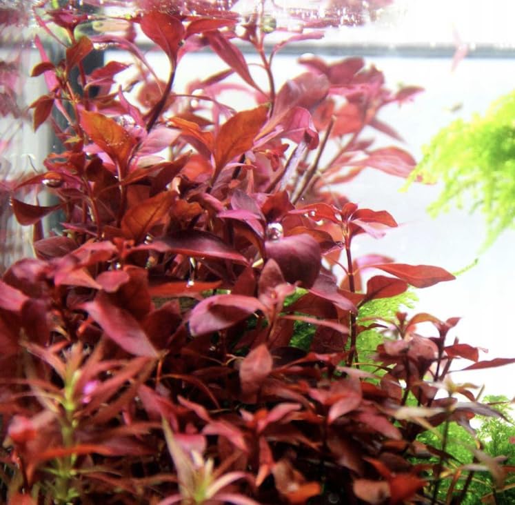 Alternanthera Rosanervig – Vibrant Potted Aquarium Plant | Bold Red-Pink Midground Accent (5 Stems)