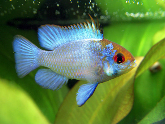ELECTRIC BLUE RAM - 1–1.25" - Live Aquarium Fish