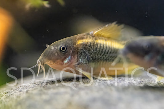 12 Gold laser Corydoras