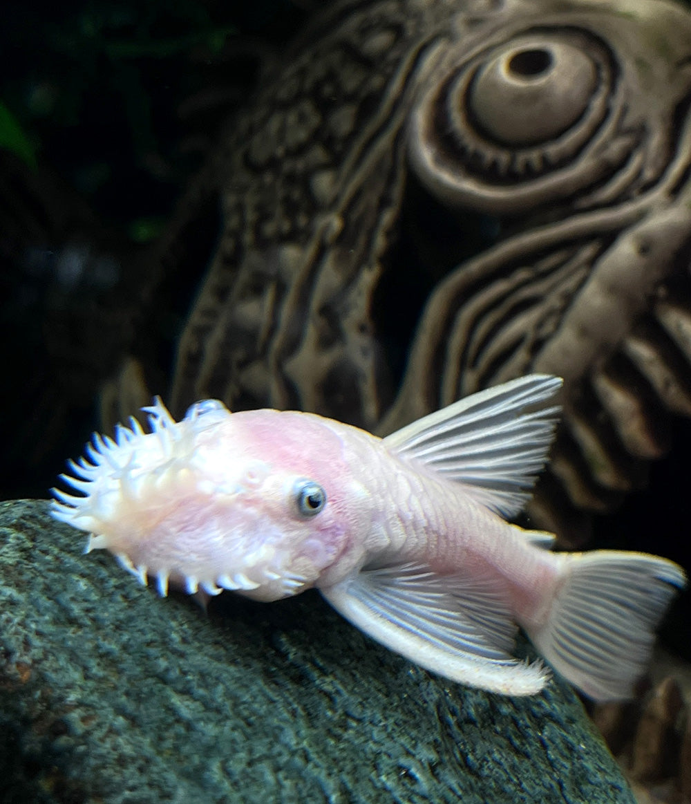 3" Male Snow White Bristlenose plecos