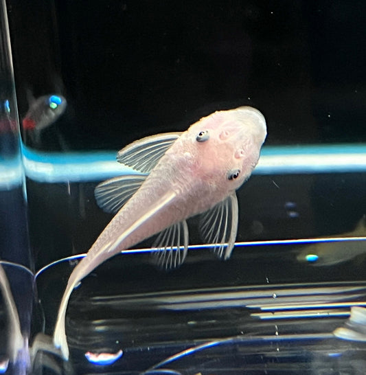 Snow White Bristlenose Pleco 1.25-1.5"