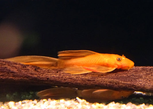 Long Fin Super Red Bristlenose Plecos (1.25–1.5”)