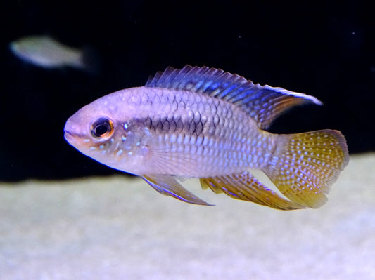 Dwarf Flag Cichlid (Laetacara curviceps)  Live Freshwater Fish/Peaceful Dwarf
