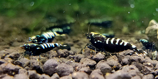 Black Pinto Shrimp – Caridina Pinto Shrimp