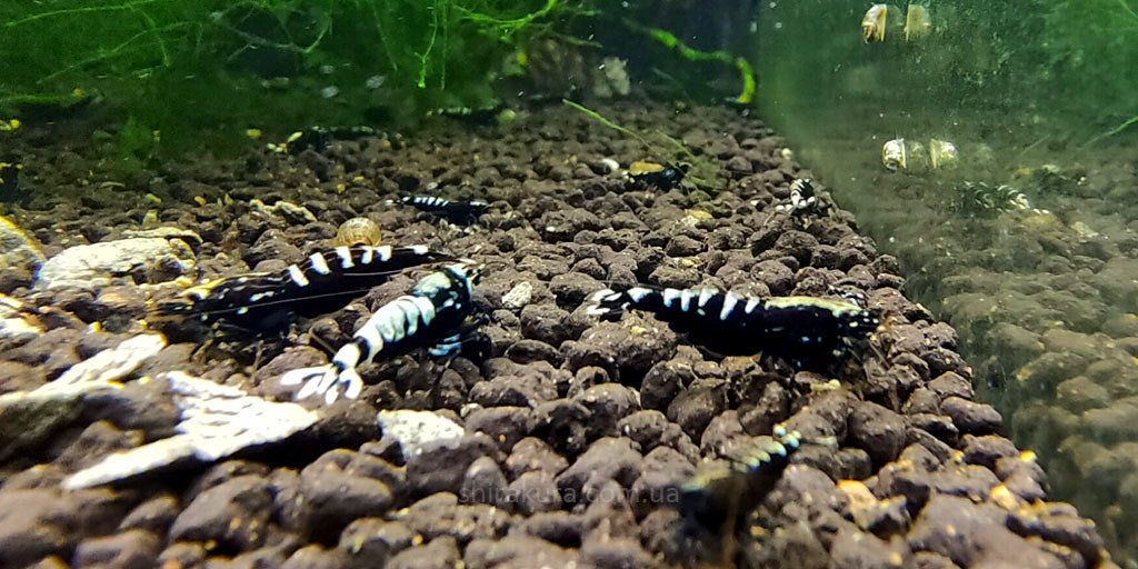 Black Pinto Shrimp – Caridina Pinto Shrimp