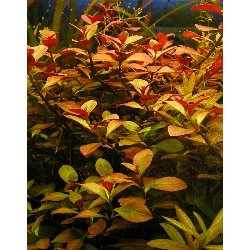 Ludwigia “Red Skeleton” 5 Stems