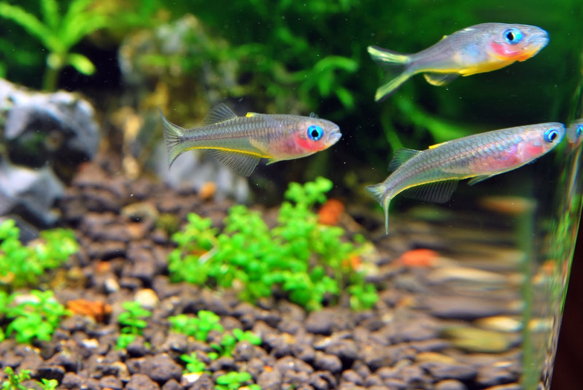Forktail Rainbowfish (Pseudomugil furcatus)