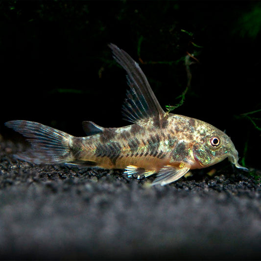 HIGH FIN PEPPERED CORYDORAS – Live Freshwater Aquarium Fish