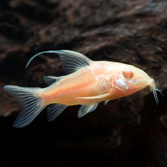 Albino Longfin Corydoras