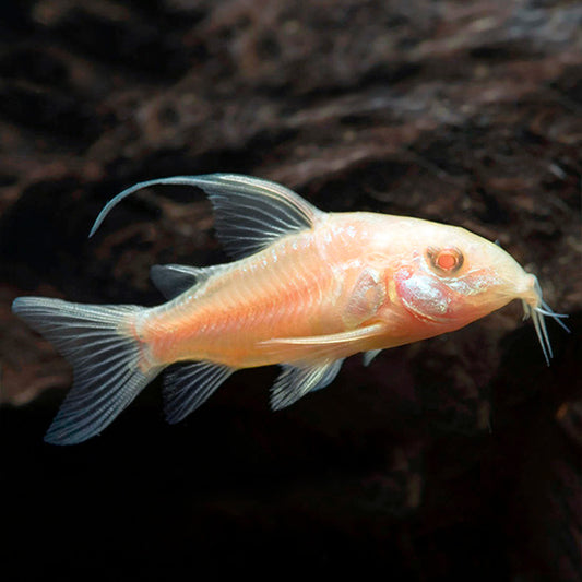 Albino Longfin Corydoras