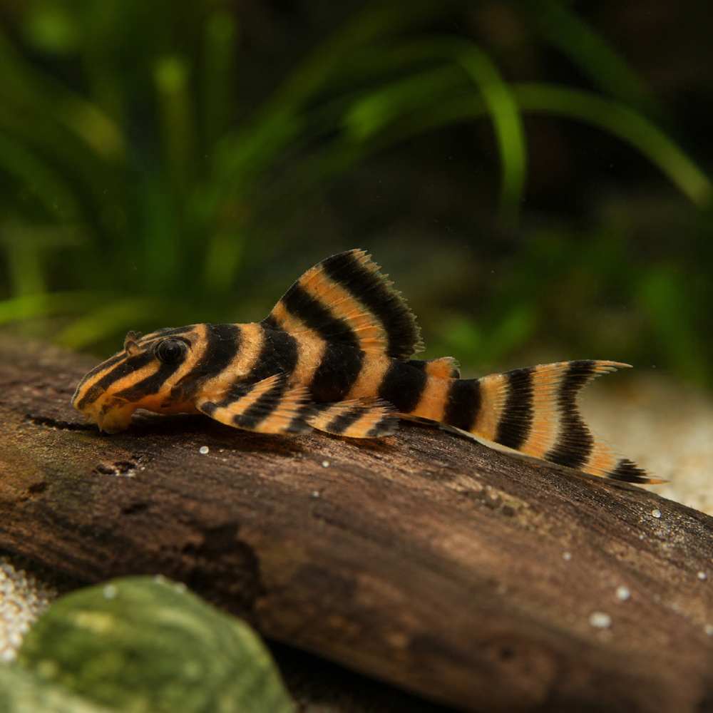 L306 "Blood Red Tiger Pleco"