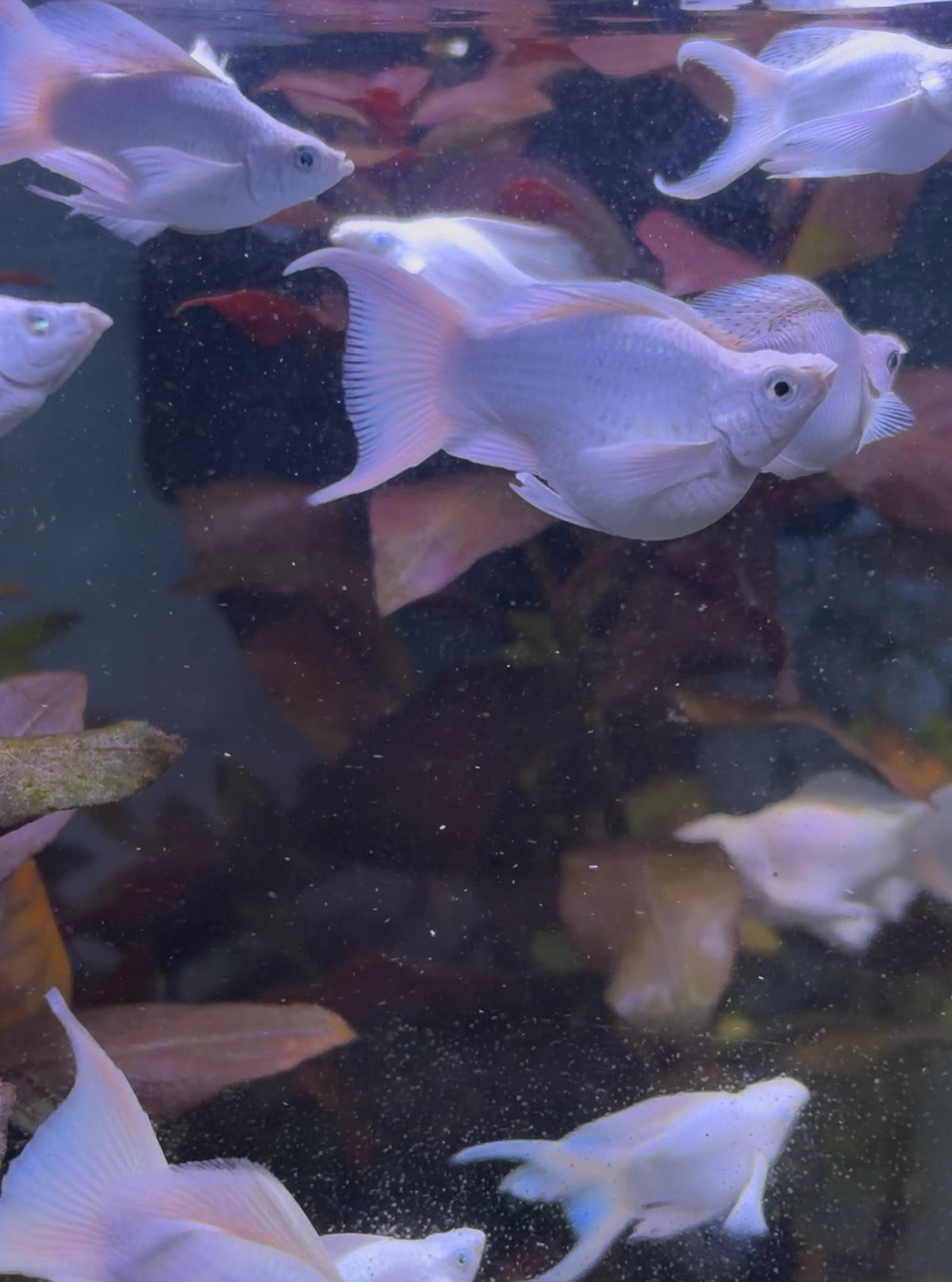 Pair of Lybertail Ballon Platinum Molly
