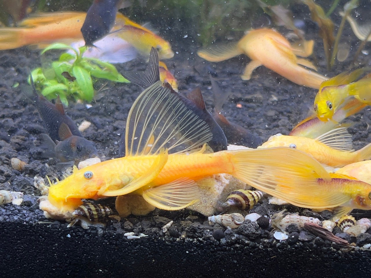 Adult Longfin Male Lemon Blue-Eyed Bristlenose Pleco (L144)