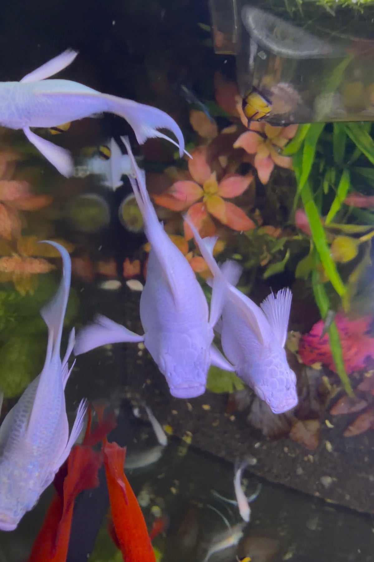 Pair of Lybertail Ballon Platinum Molly