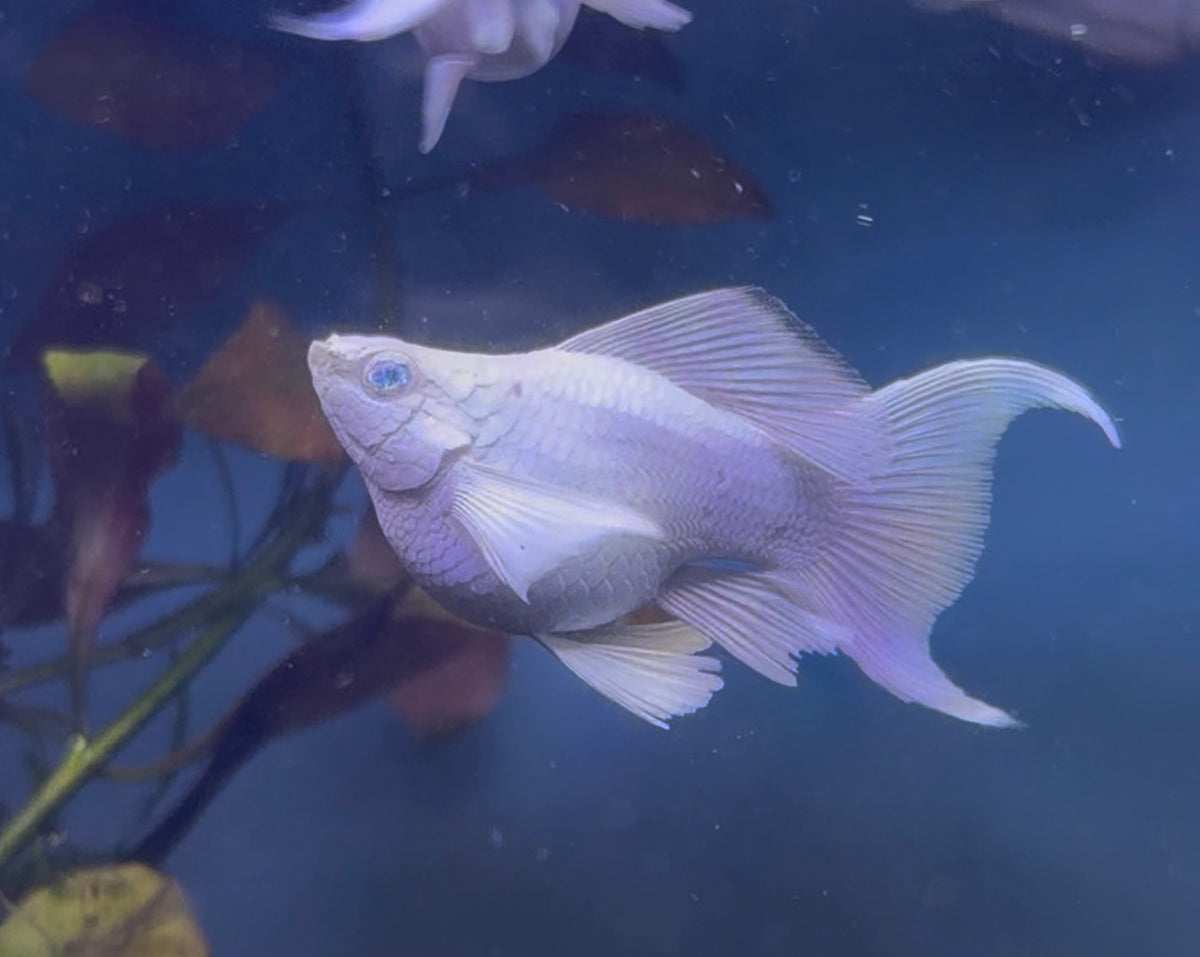 Pair of Lybertail Ballon Platinum Molly