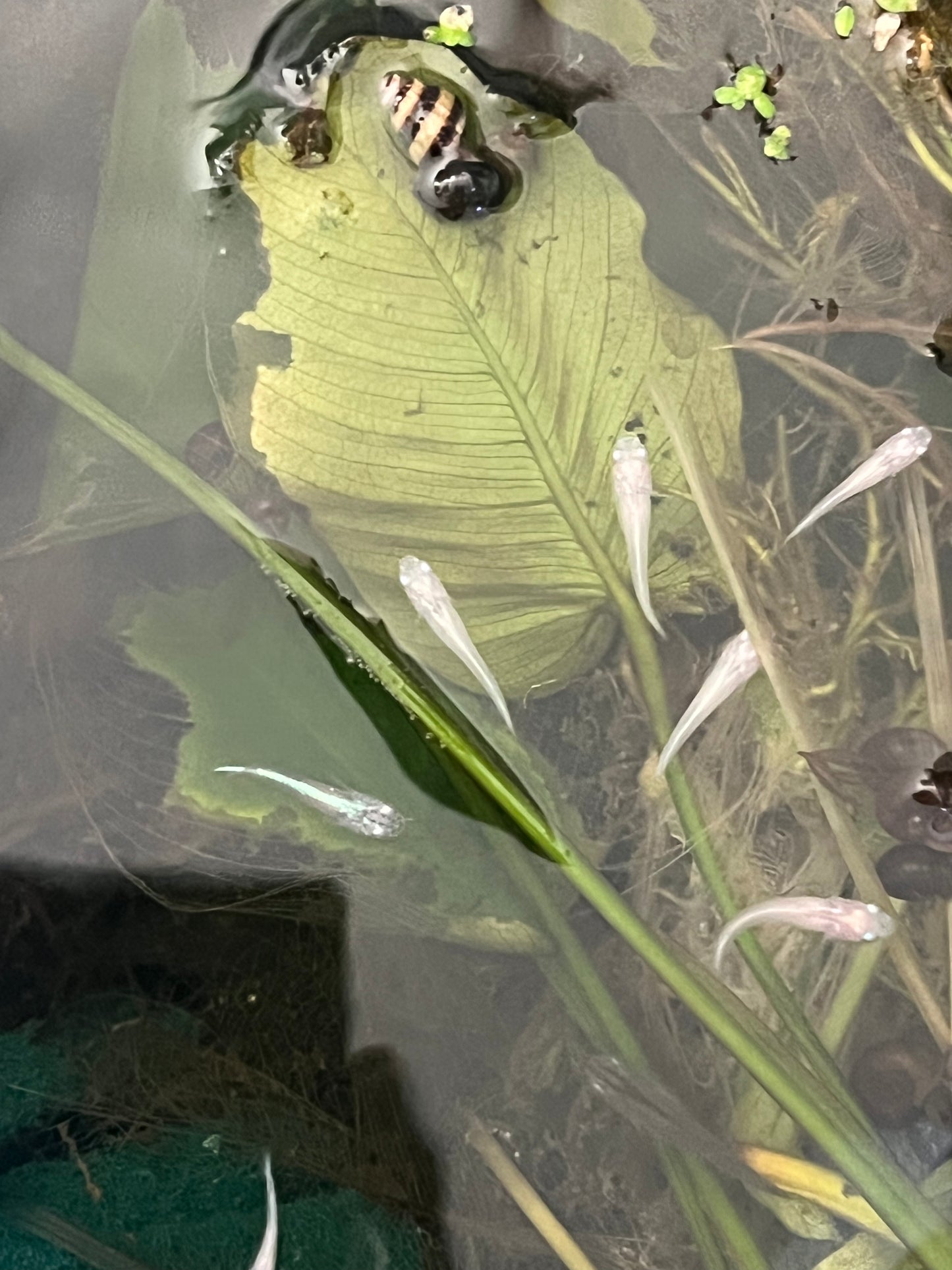 Platinum Medaka (Japanese Ricefish)