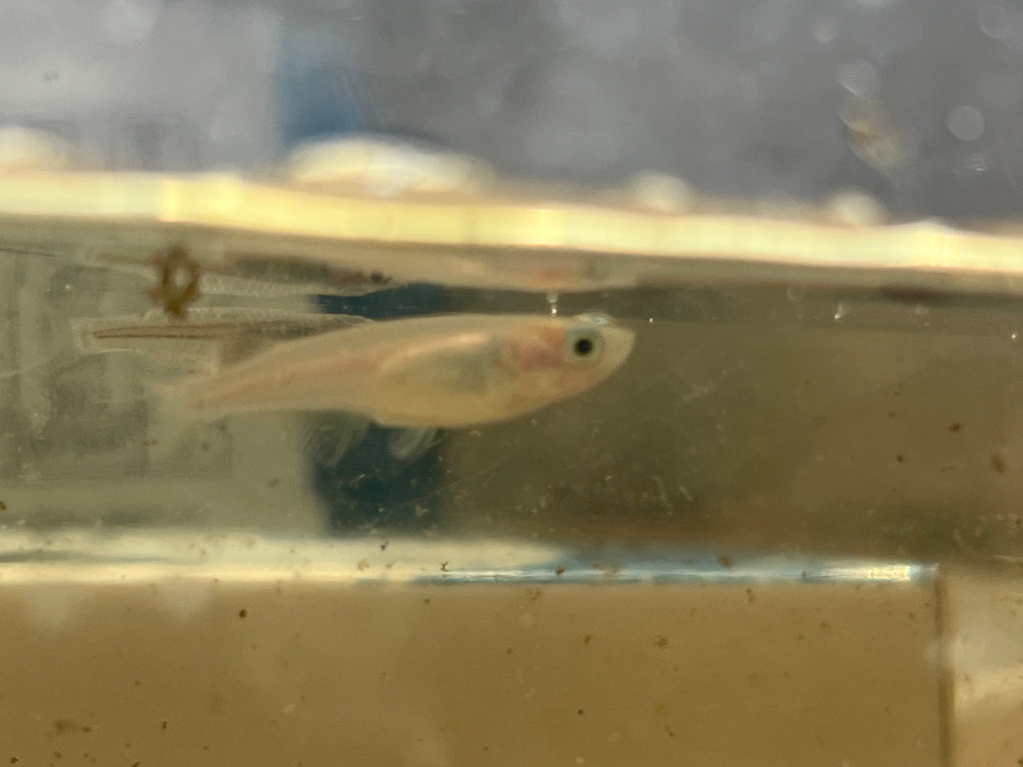 Platinum Medaka (Japanese Ricefish)