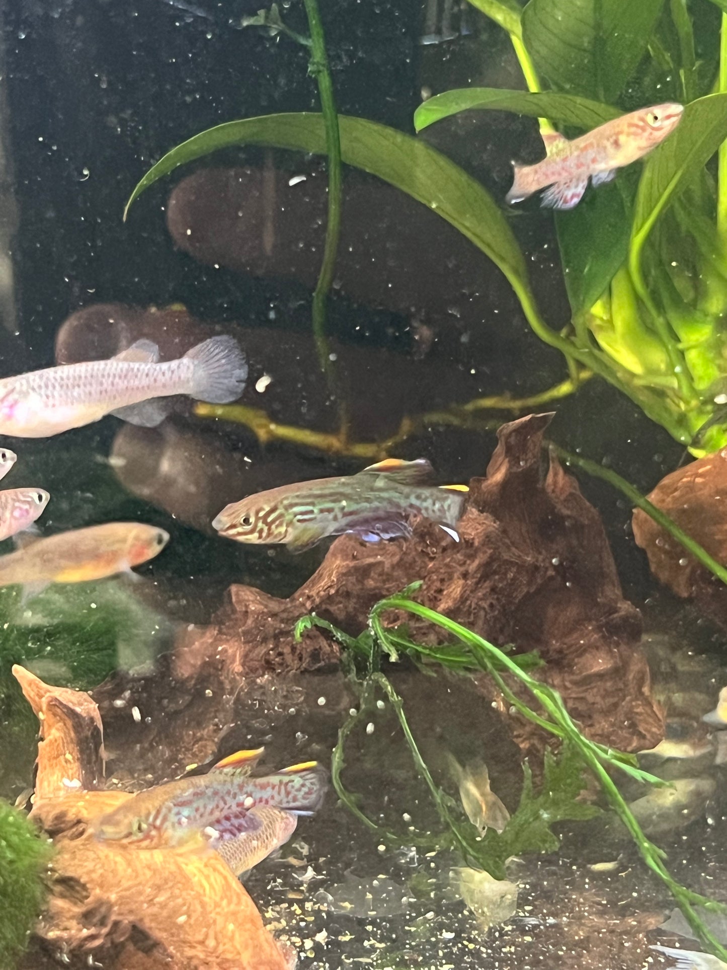 Killifish Gardneri (Aphyosemion gardneri) – Young Pair (1 Male + 1 Female)