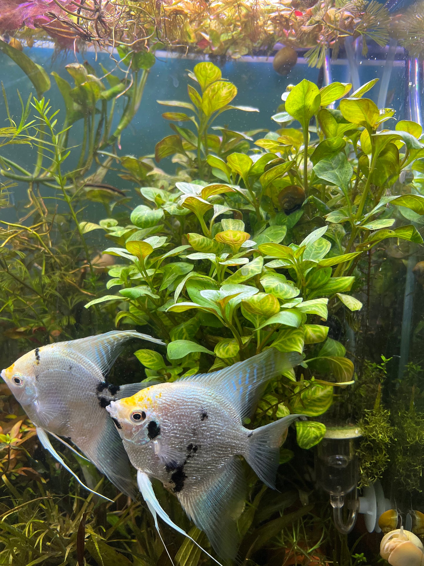 Ludwigia “Red Skeleton” 5 Stems