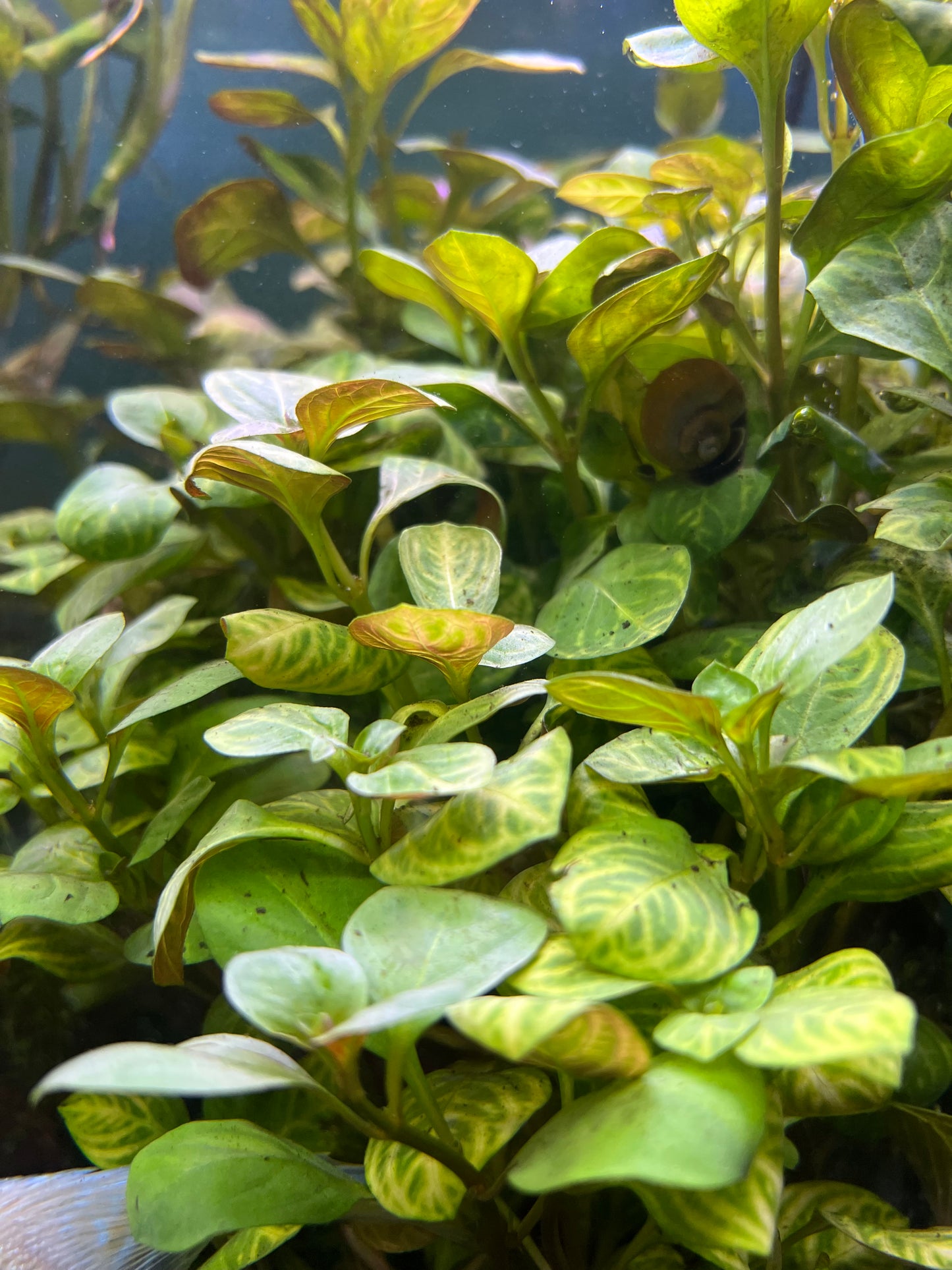 Ludwigia “Red Skeleton” 5 Stems