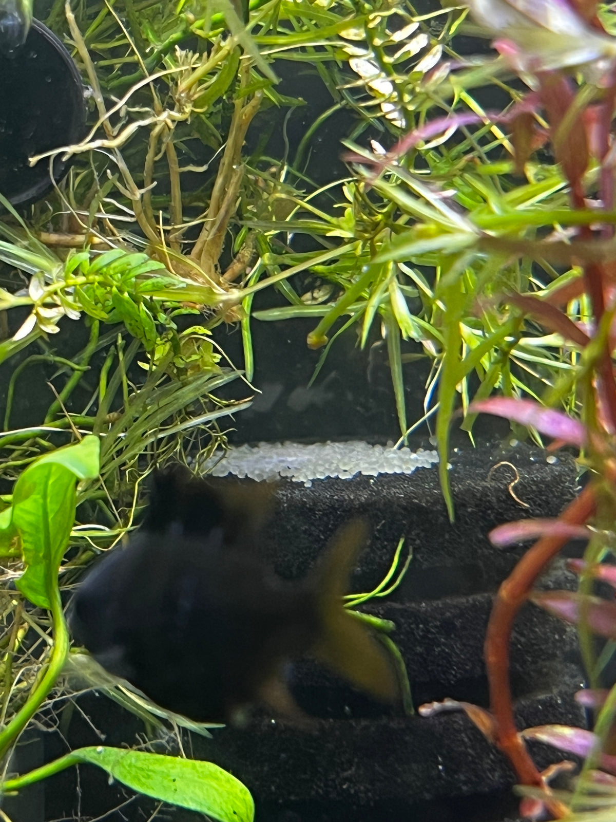 Black Knight Ram