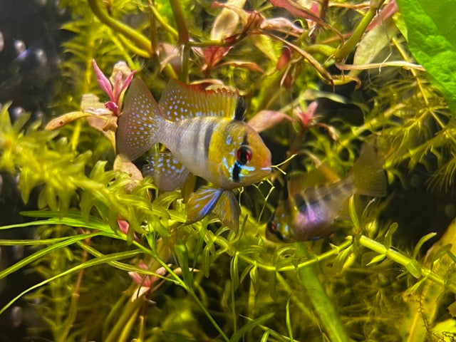 German Blue Ram