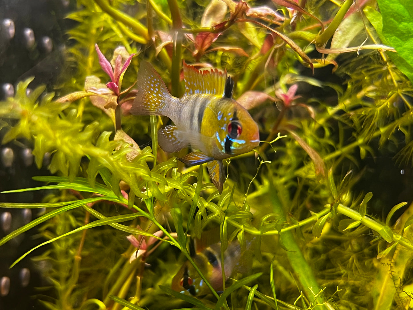 German Blue Ram