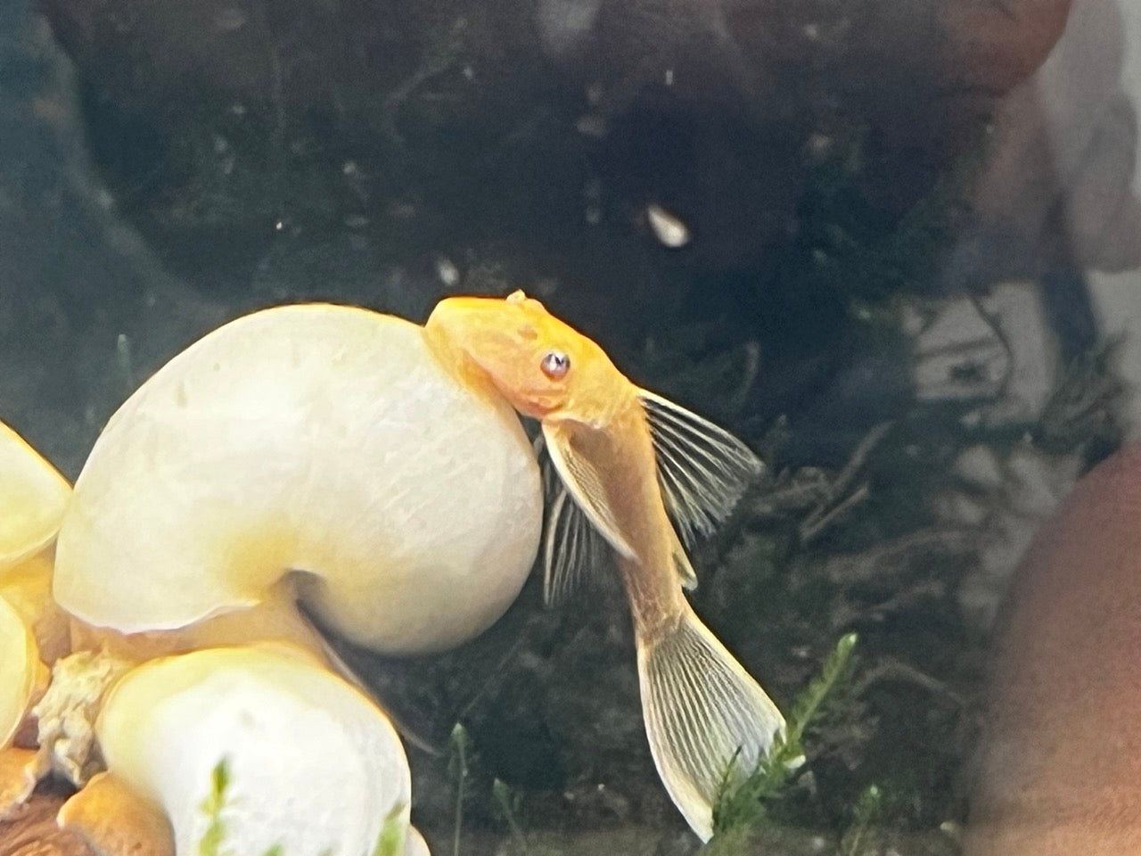 Long Fin Blue-Eyed Lemon Long Fin Bristlenose Pleco (L144) – 1-1.25”