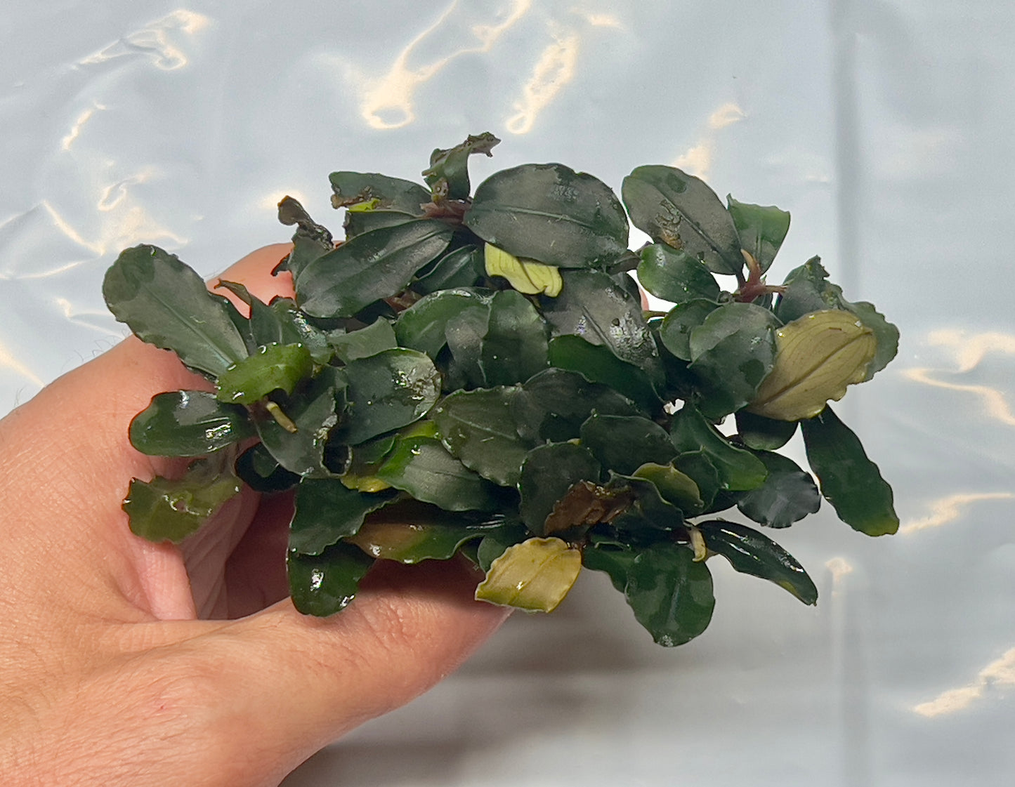 Bucephalandra Brownie Ghost  |Big Portion|  Rare Live Aquarium Plant