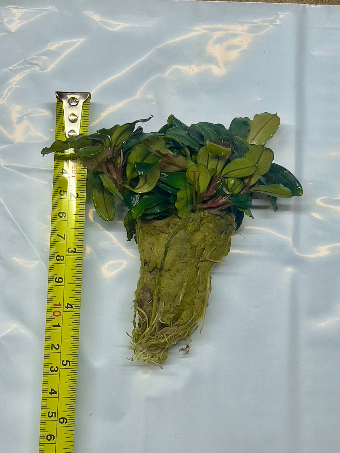 Bucephalandra Brownie Ghost  |Big Portion|  Rare Live Aquarium Plant