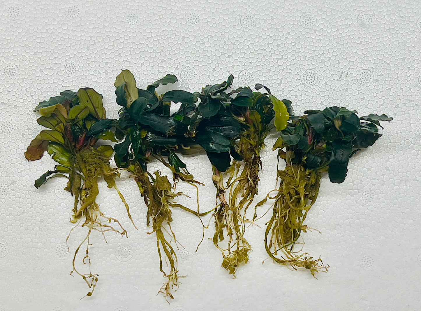 Bucephalandra Brownie Ghost  |Big Portion|  Rare Live Aquarium Plant