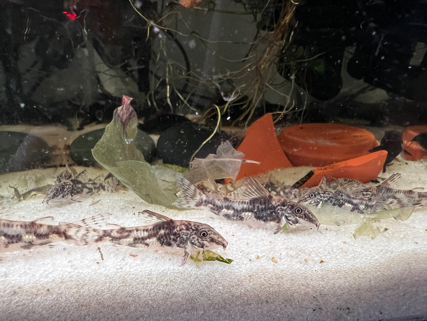Corydoras barbatus (Bearded Corys)