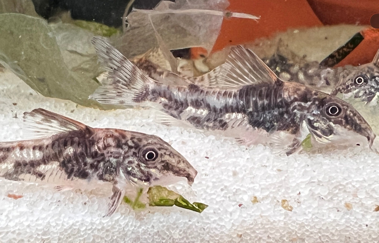 Corydoras barbatus (Bearded Corys)