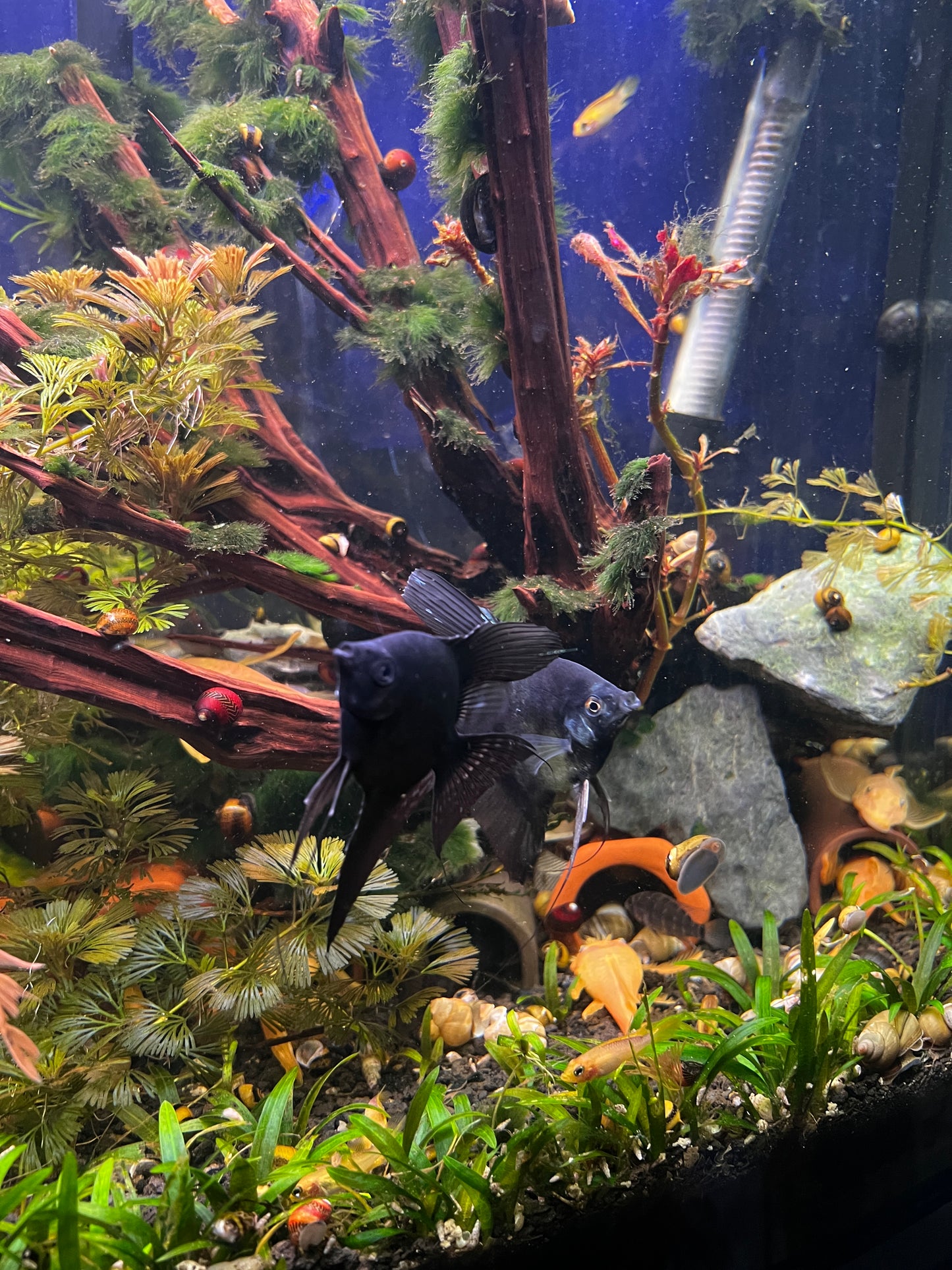 PARAIBA PINOY BLACK BASE ANGELFISH – 2" – LIVE FRESHWATER FISH