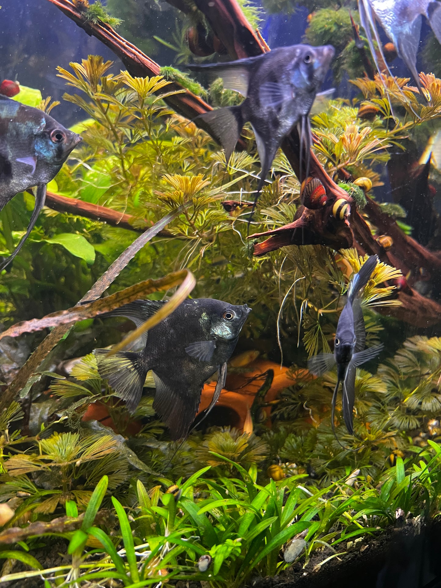 PARAIBA PINOY BLACK BASE ANGELFISH – 2" – LIVE FRESHWATER FISH