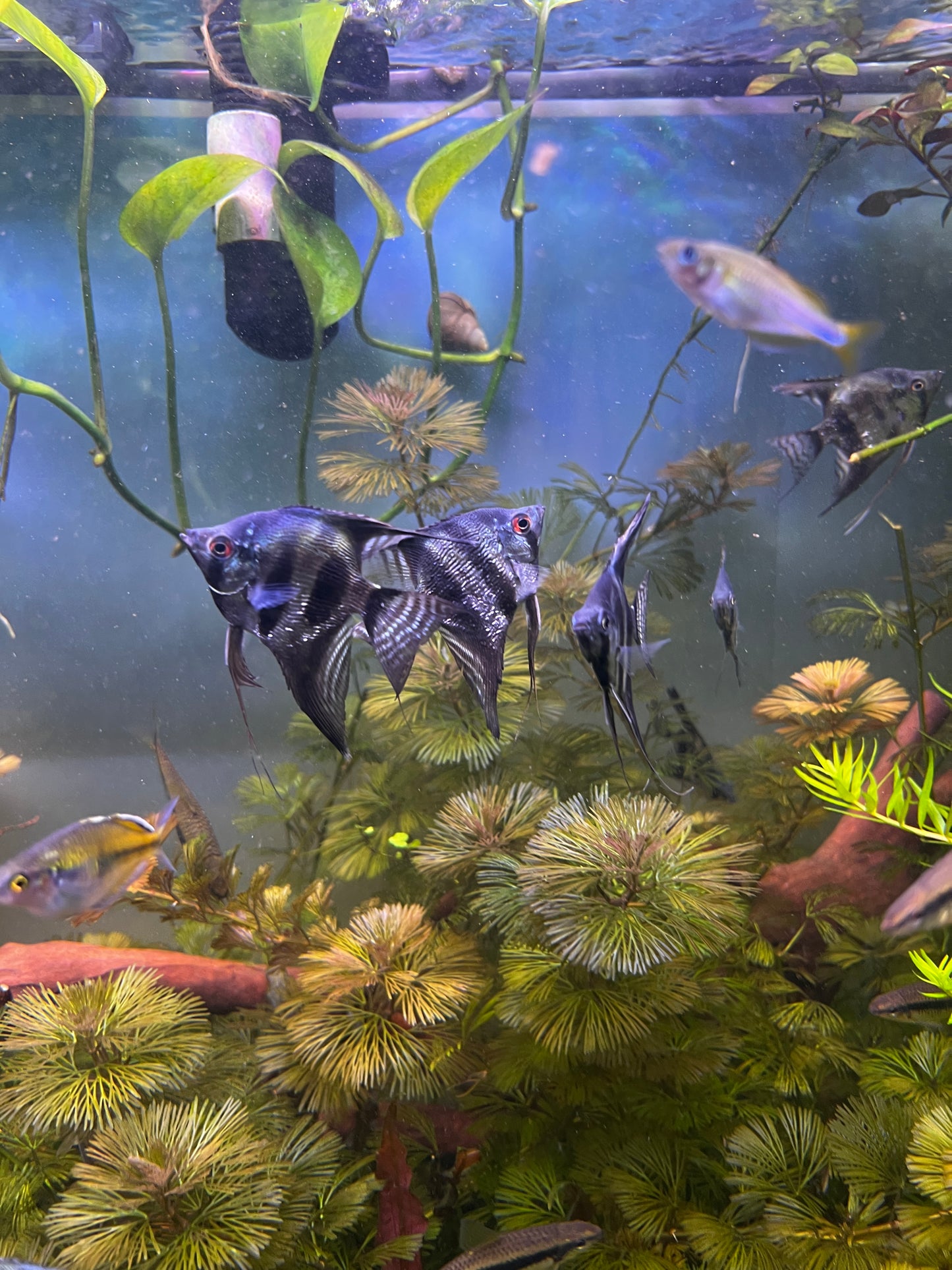 PINOY GHOST ANGELFISH – 1.5–2" – LIVE FRESHWATER FISH