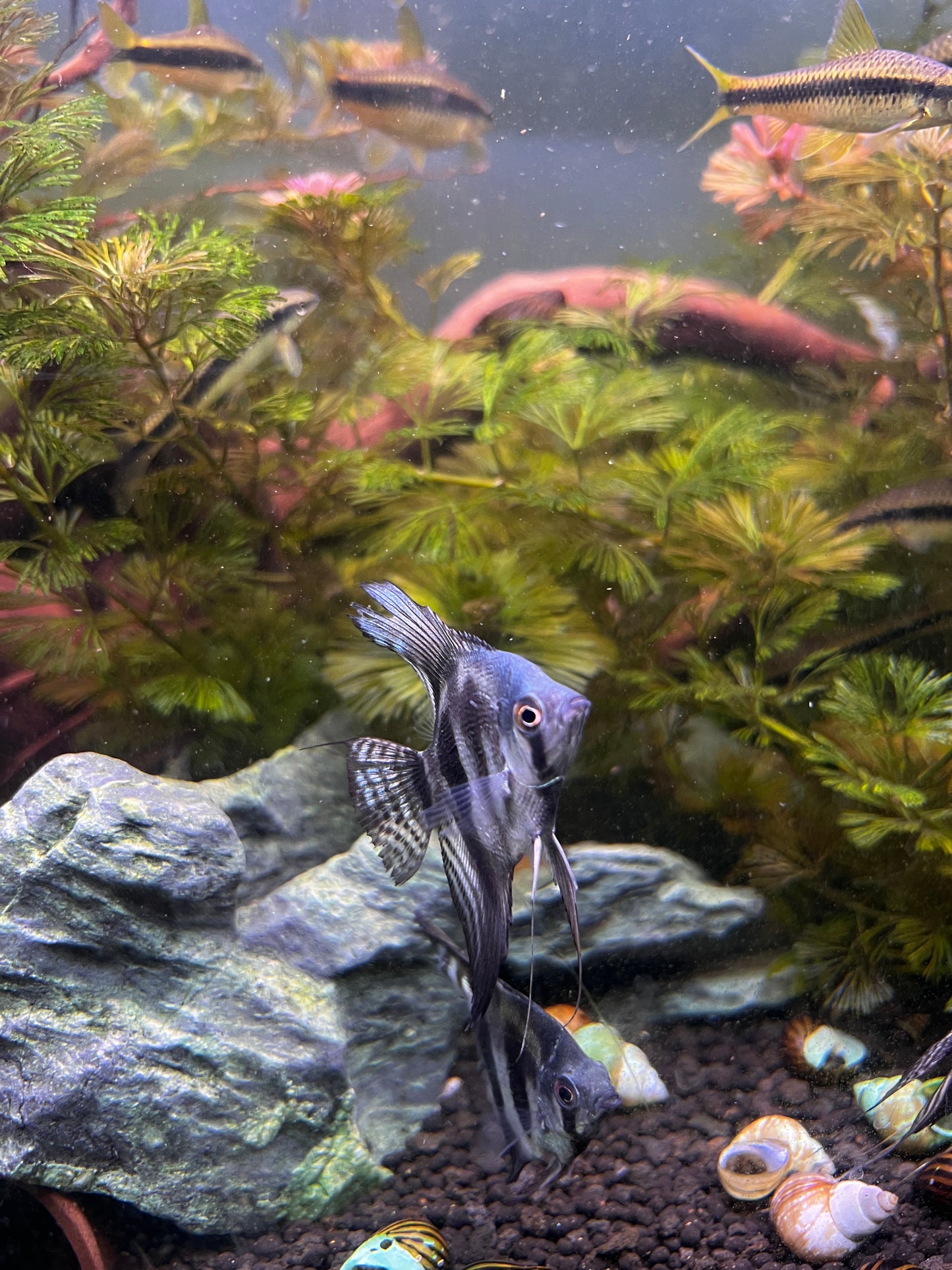 PINOY GHOST ANGELFISH – 1.5–2" – LIVE FRESHWATER FISH