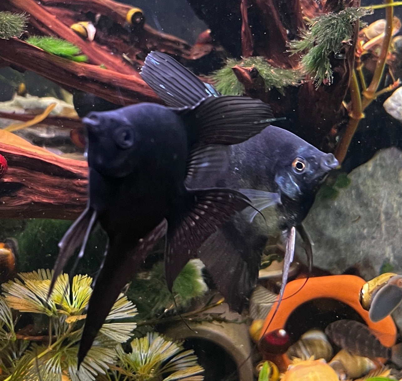 PARAIBA PINOY BLACK BASE ANGELFISH – 2" – LIVE FRESHWATER FISH