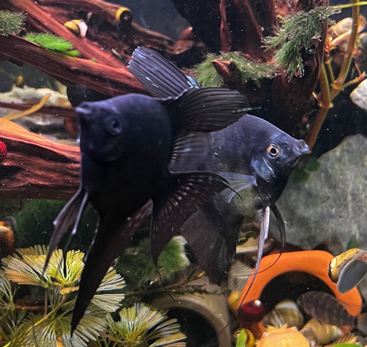 PARAIBA PINOY BLACK BASE ANGELFISH – 2" – LIVE FRESHWATER FISH