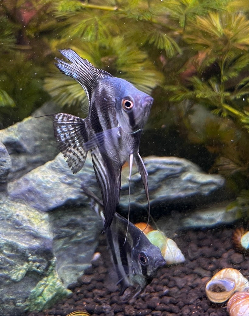 PINOY GHOST ANGELFISH – 1.5–2" – LIVE FRESHWATER FISH