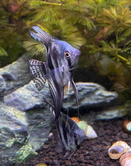 PINOY GHOST ANGELFISH – 1.5–2" – LIVE FRESHWATER FISH