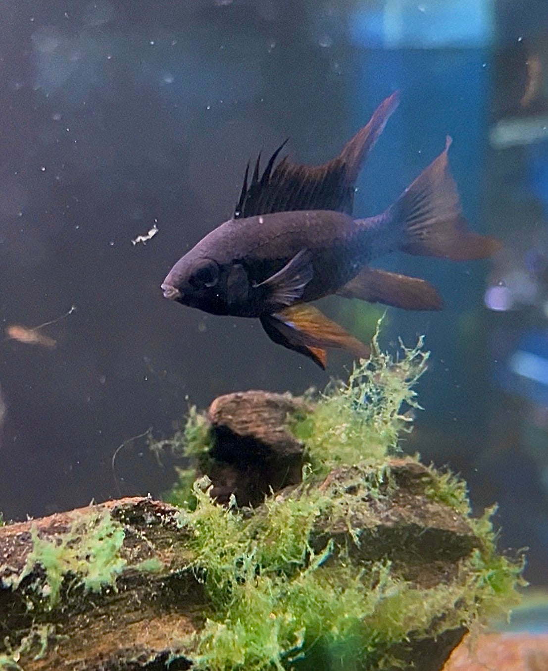RARE! Long Fin Black Knight Ram