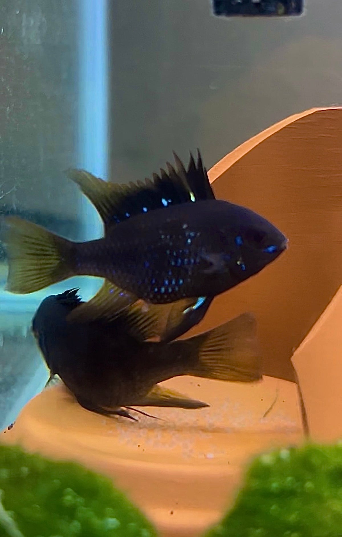 Black Knight Ram