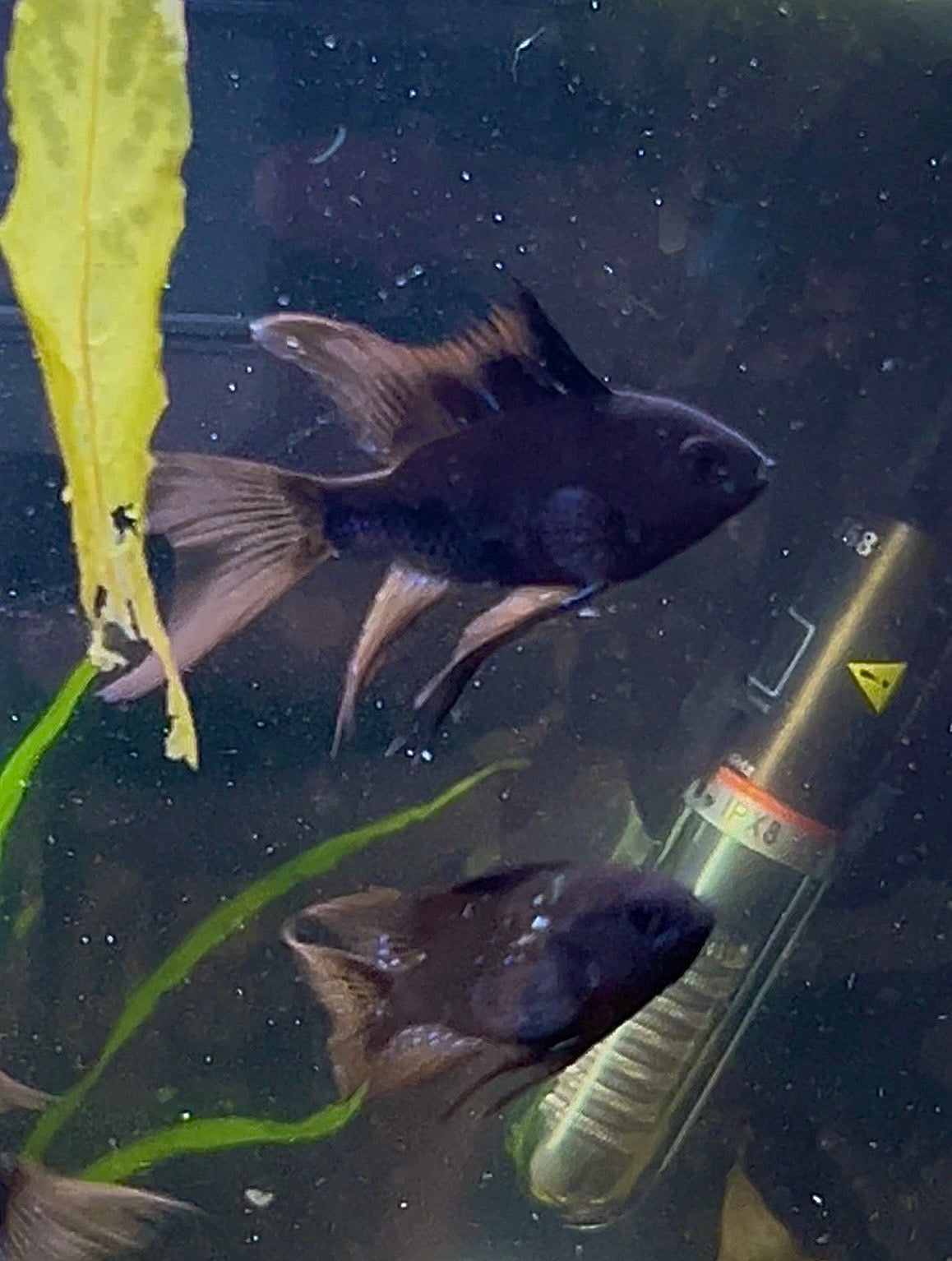 RARE! Long Fin Black Knight Ram