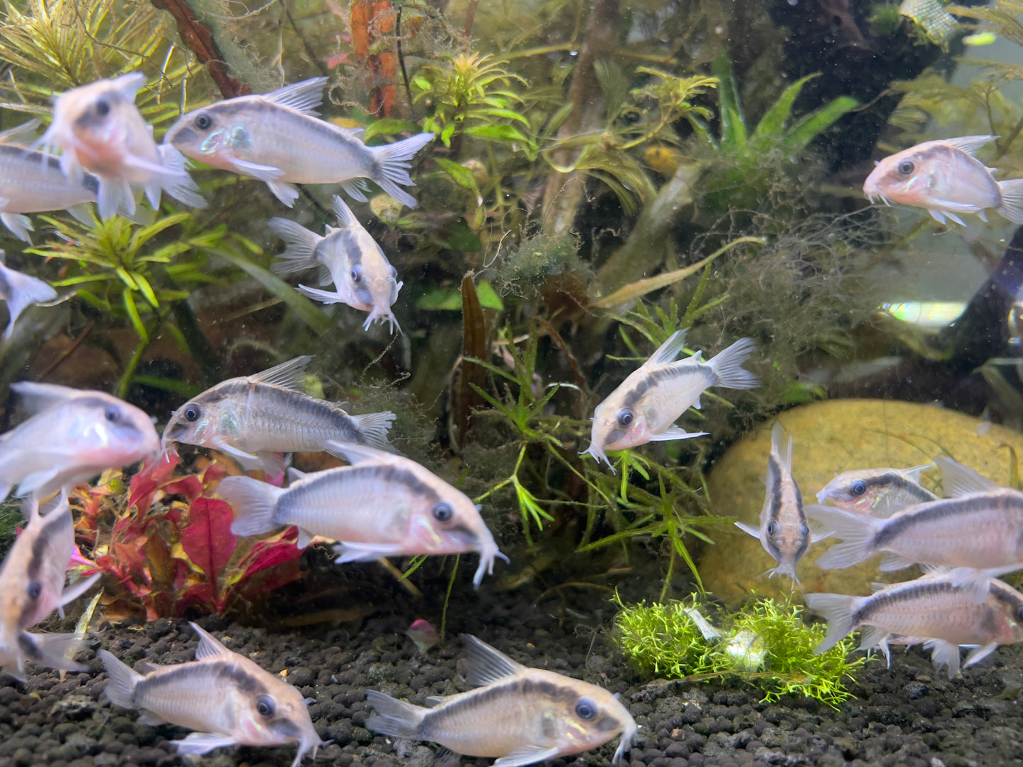 Large Skunk Corydoras (Corydoras arcuatus) /Adult Size/ Live Fish