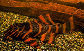 L306 "Blood Red Tiger Pleco"