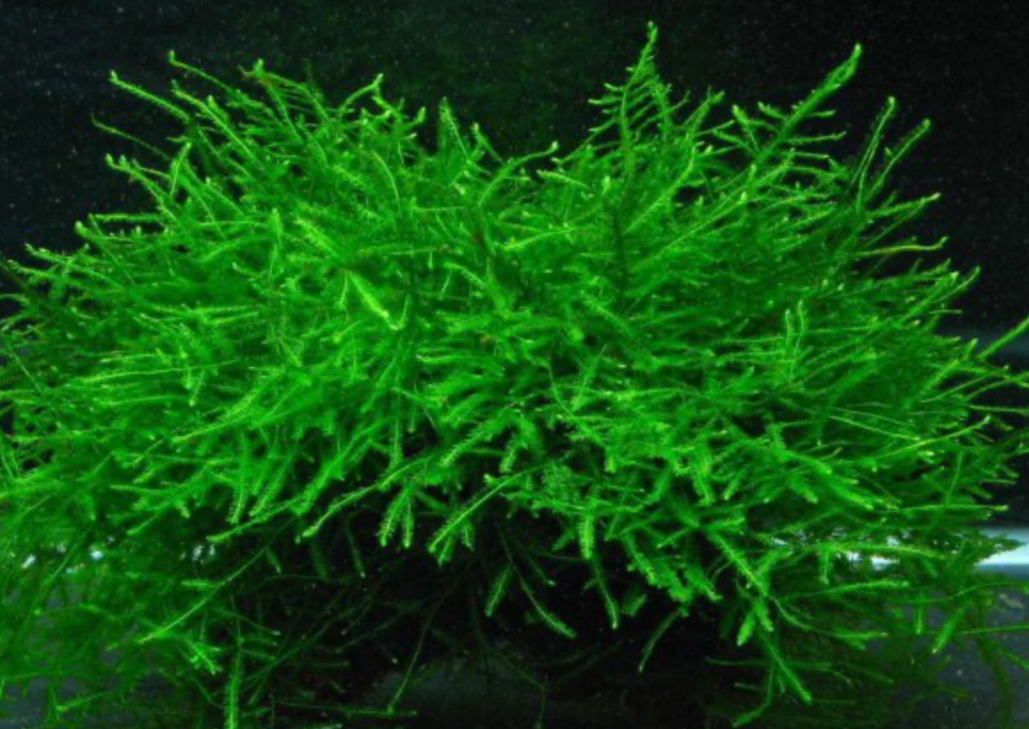 Java Moss – Live Aquarium Moss