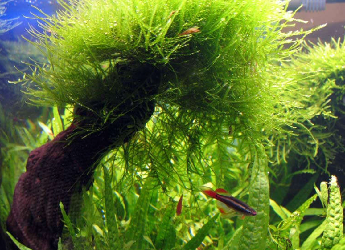 Java Moss – Live Aquarium Moss