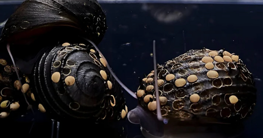 3 King Koopa Nerite Snail – Algae Eater | Live Freshwater Snail